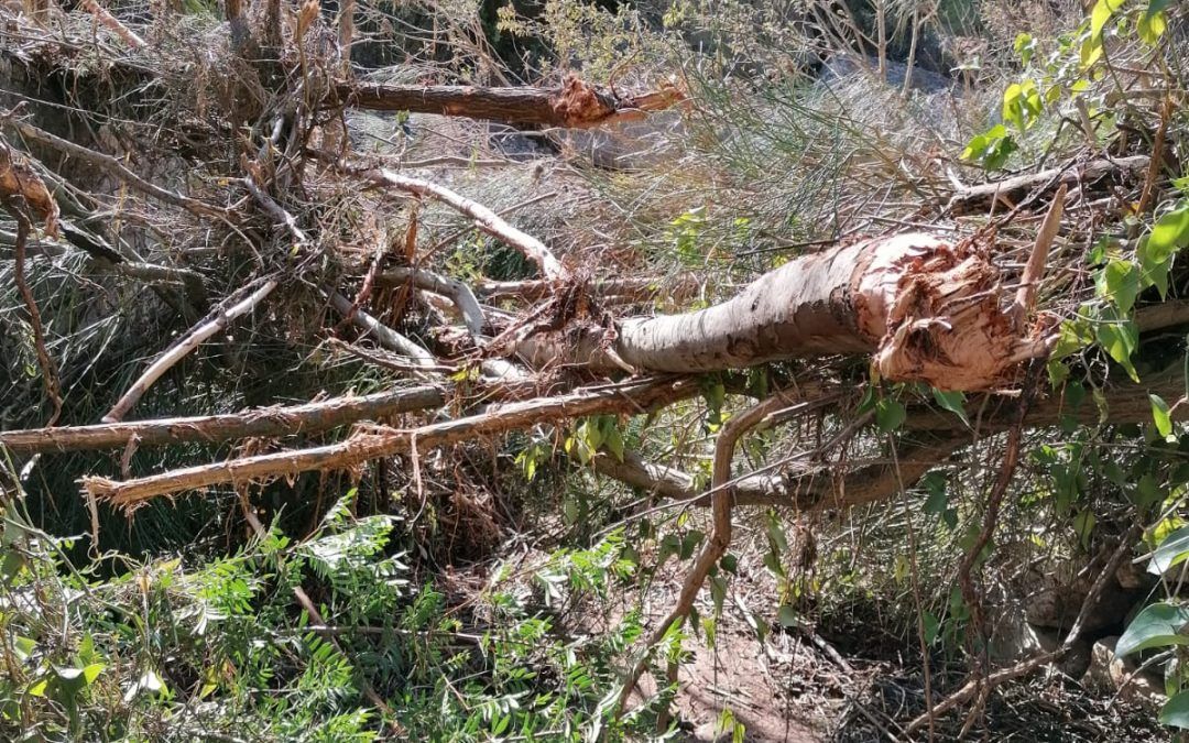 Cambios en Roures Extrem, canicross y marcha nórdica