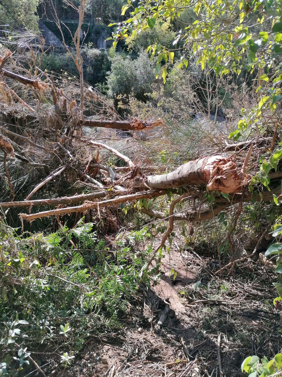 Cambios en Roures Extrem, canicross y marcha nórdica